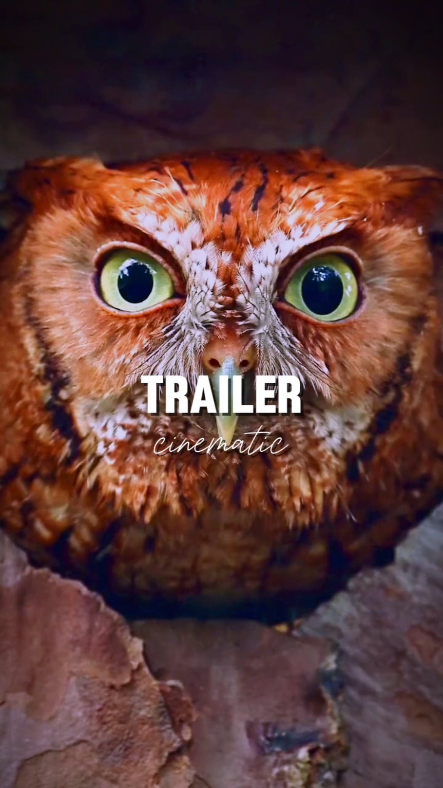 TRAILER FILM