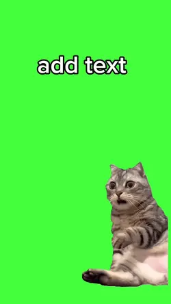 chat choqué