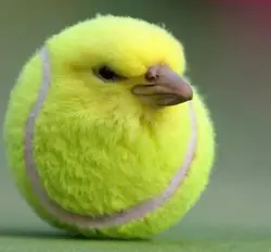 tennis bird 