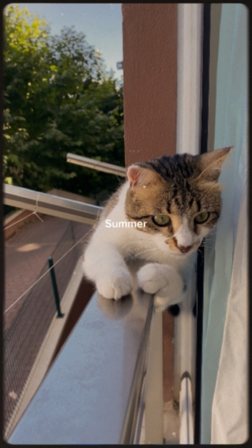 summer dump 