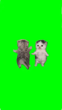 cat dancing meme