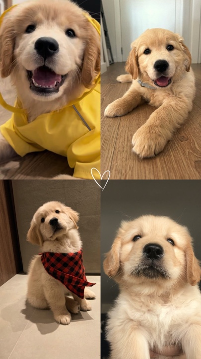 Mejor amigo del perro 