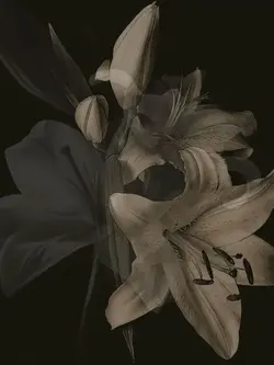 ִ ࣪𖤐