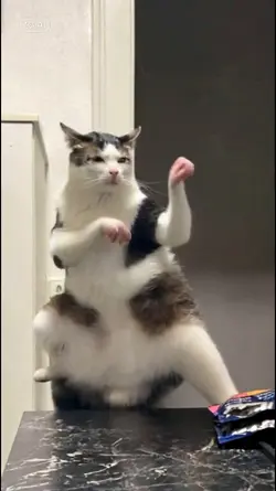 kungfu cat ai filter