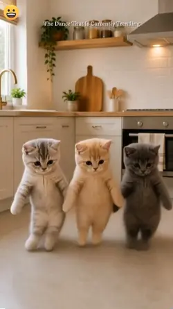 Dance Cat