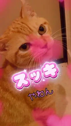 猫ちゃんの作戦