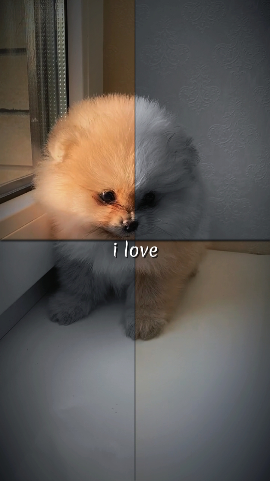 Amo a las mascotas
