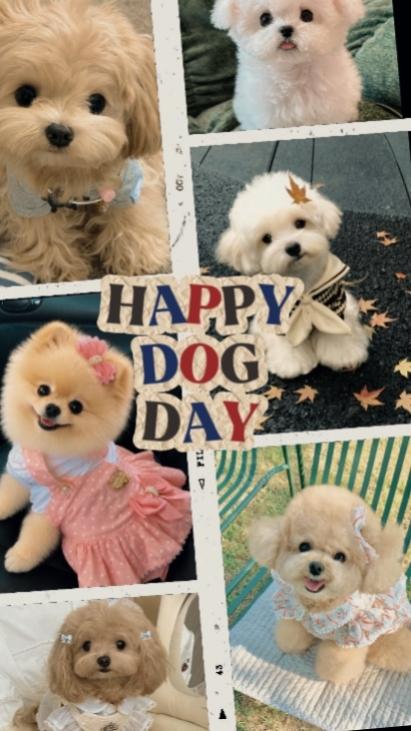 Dog Day 