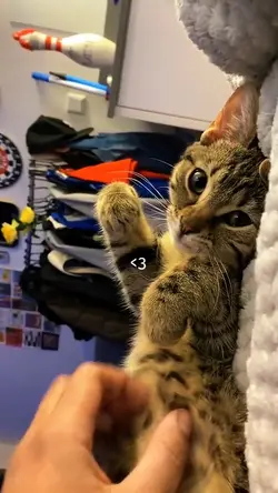 cute cat