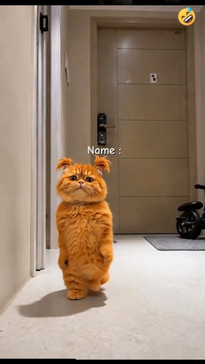 Kucing Lucu
