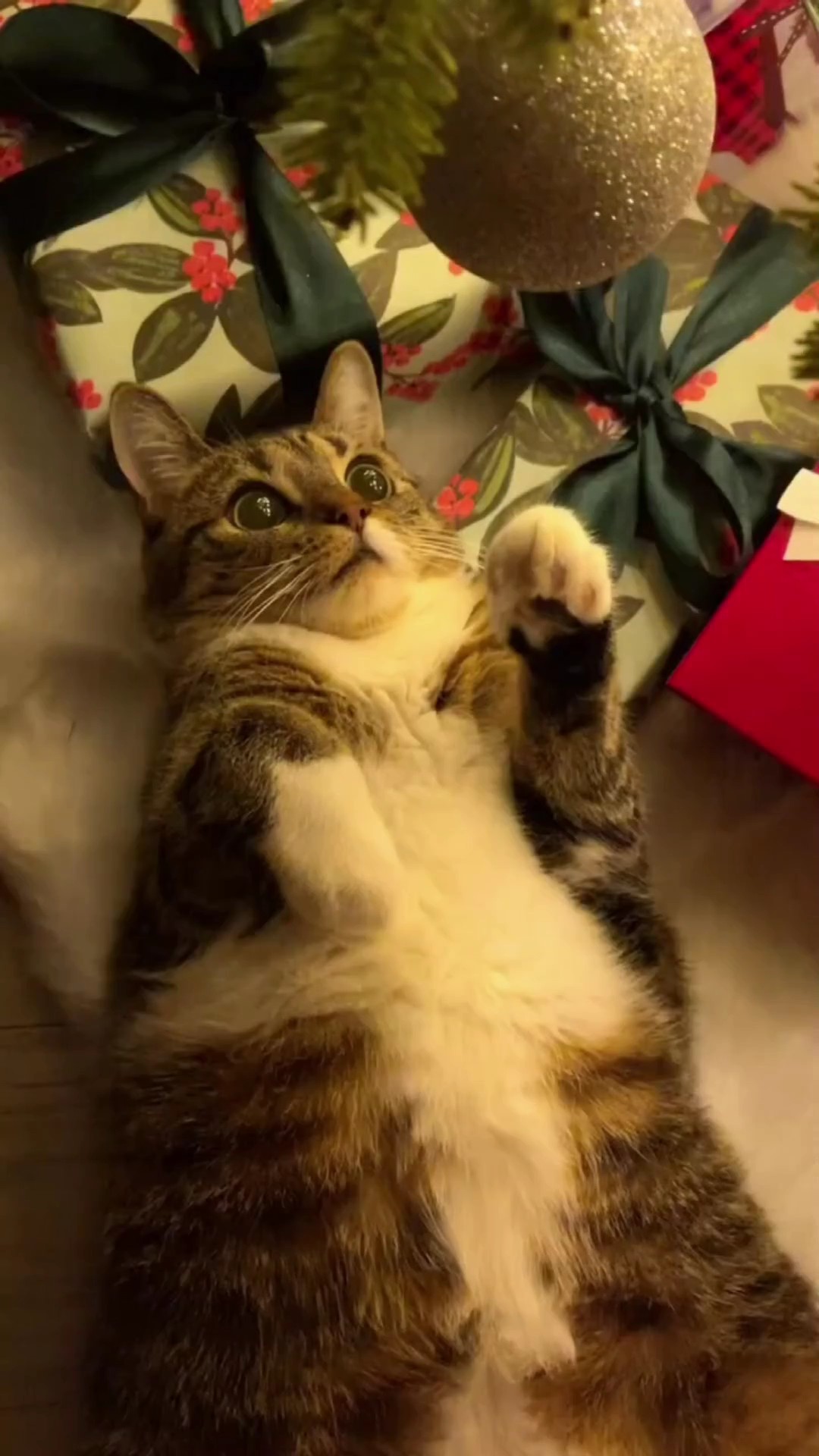 Tap Out My Pet