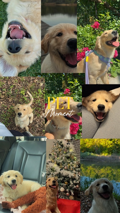 Momento de mascota 