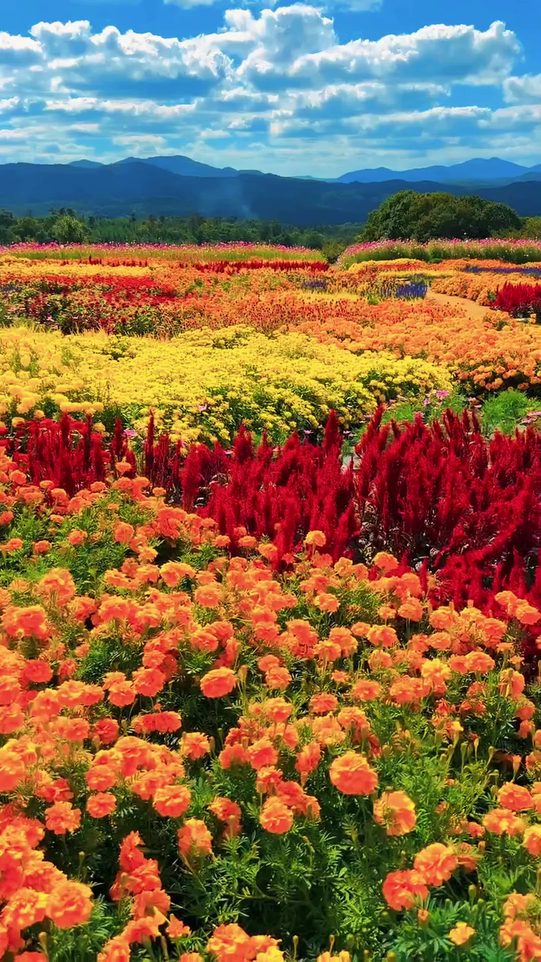 Primavera Natureza