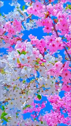 🛵SUGIちゃんネル🛵