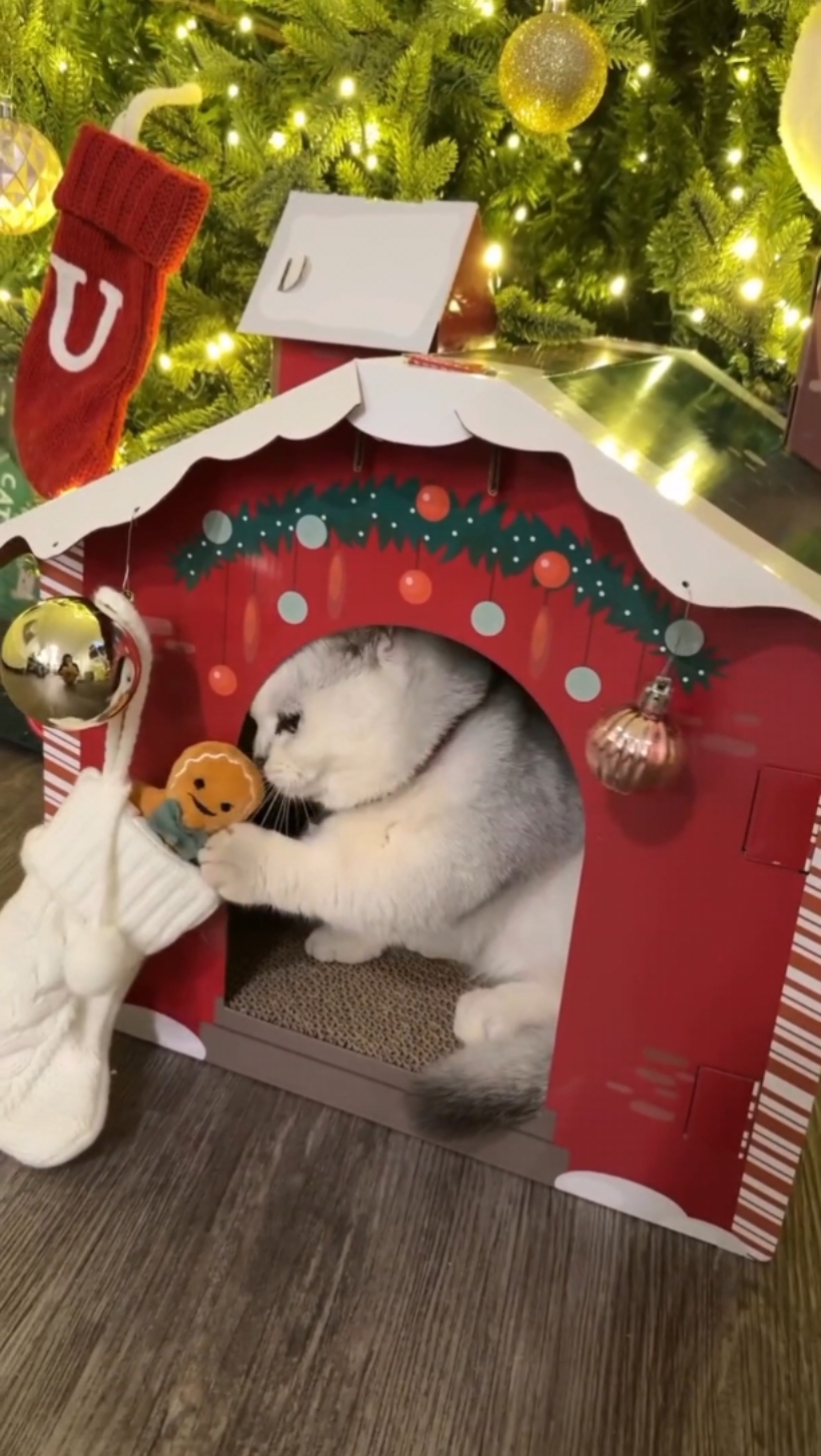Cat Xmas house 