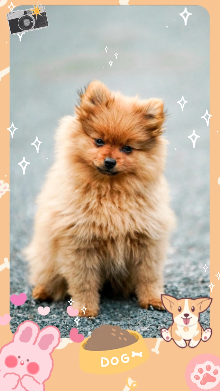 Wie viel kostet dieser Hund?