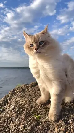 Kucing Lucu