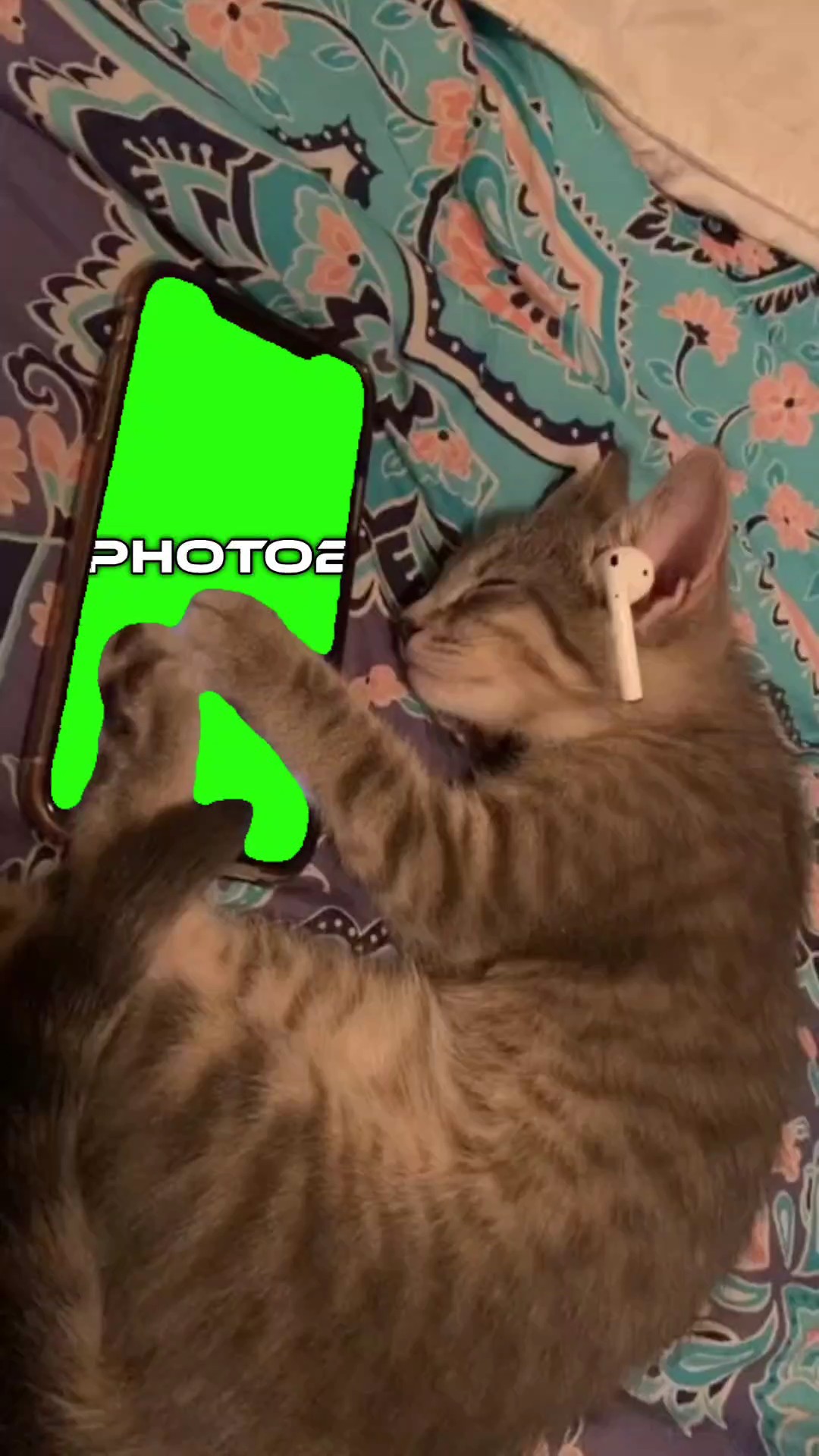Katze Vorlage 