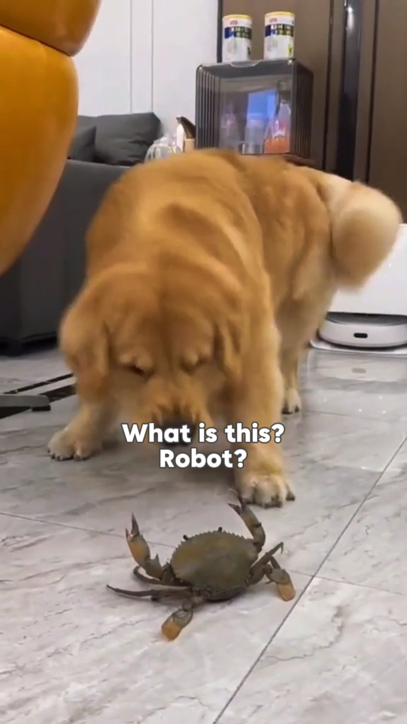 Robot?