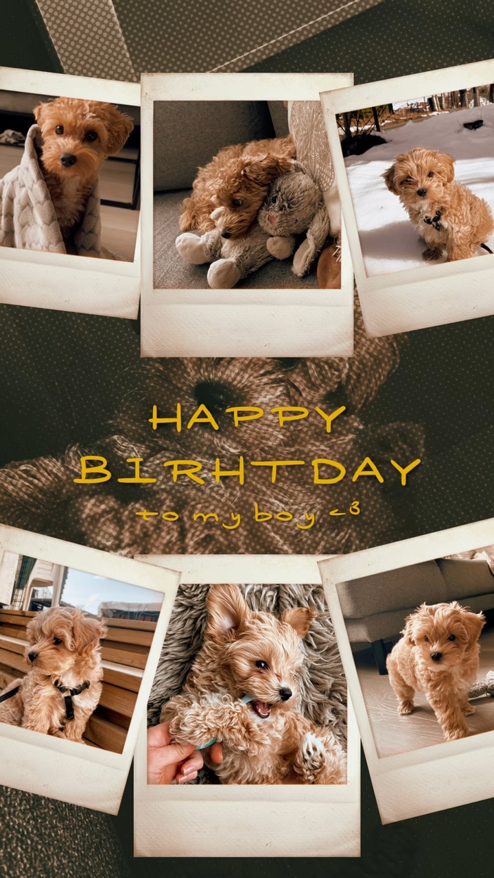 Cumpleaños de perro. 🐶🫶🐾