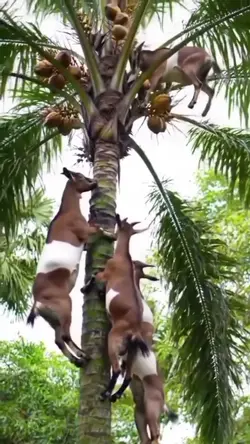 kambing naik kelapa 