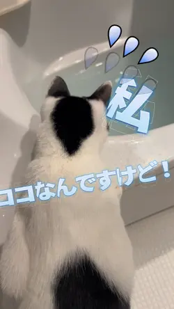 ペット動画