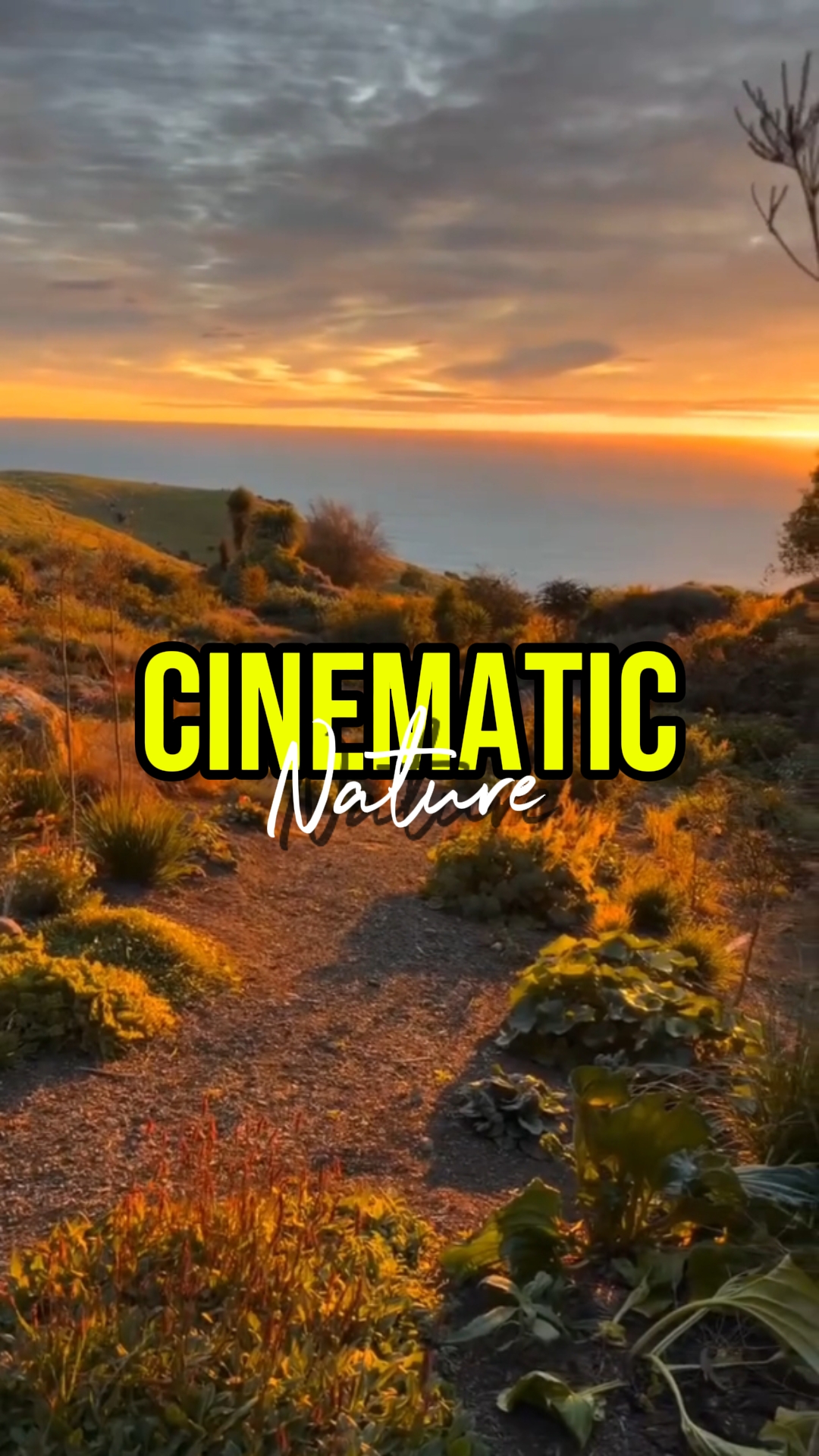 NATURE CINÉMATIQUE