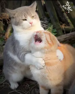 ជាបងប្អូនណា៎..🫡