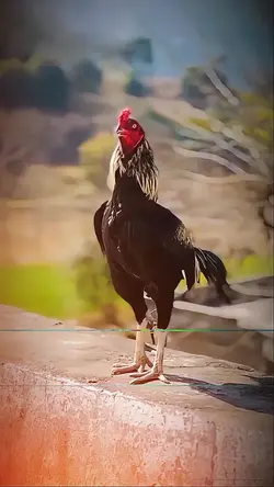 Jigry Pahar Jeday