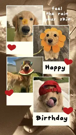 Birthday Dog🌷