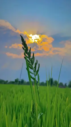 nature aesthetic
