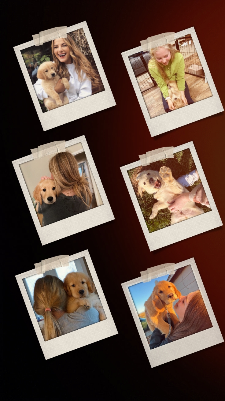 Mis recuerdos de perros 