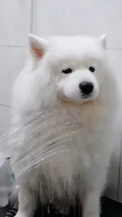 pet shop