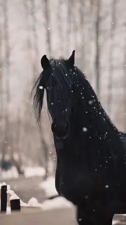 HORSE🐎🌨️