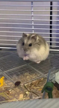 oh her eyes her eyes