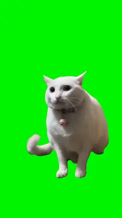 worried cat