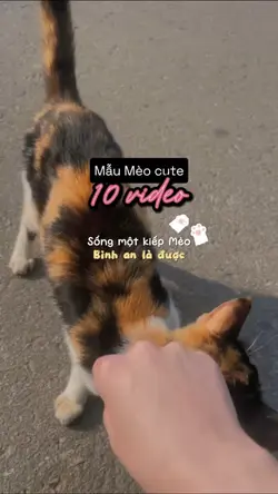 Sống 1 kiếp mèo 🐱💖