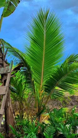 IPHONE FILTERS HD 4K