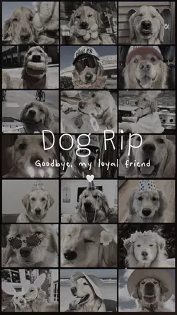 Dog rip