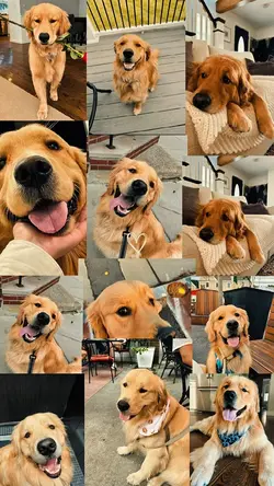 YOUR PET❤️🩹