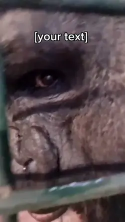 Gorilla