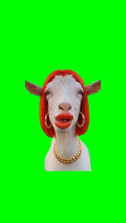 Goat chewing