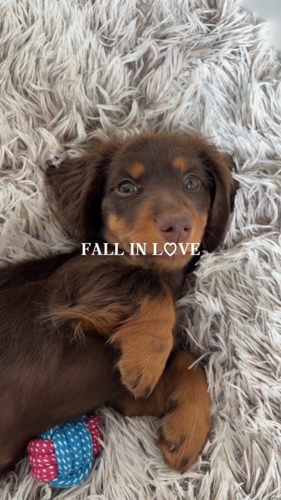fall in love dog 