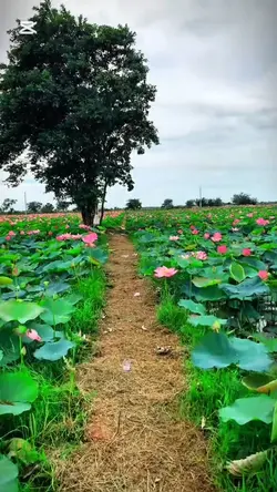 Love ❤️ song 🎶