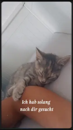 Cutecats