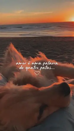 Pet Love Moments 