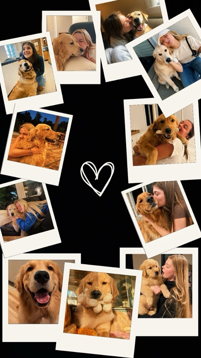 My pets 