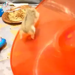 あいうえお