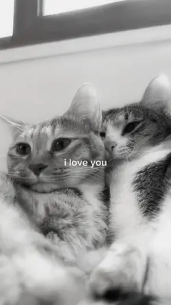 cute cat