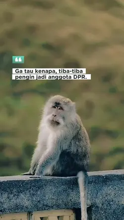 jadi anggota DPR